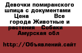 Девочки помиранского шпица с документами › Цена ­ 23 000 - Все города Животные и растения » Собаки   . Амурская обл.